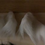 Oreilles de chat chaton mignon cosplay avec pince à cheveux petite cloche