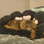 Peluche cuscino zampa di gatto Kawaii