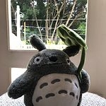 Kawaii Totoro Plüschtier