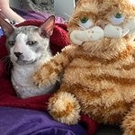 Kawaii Fat Angry Cat weiches Plüschtier