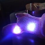 LED-glödande hundplyschleksak