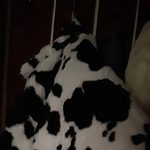 Sweat à capuche imprimé vache en peluche kawaii
